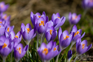 Фоторепортаж: «Когда Весна закружит суматохе...»
